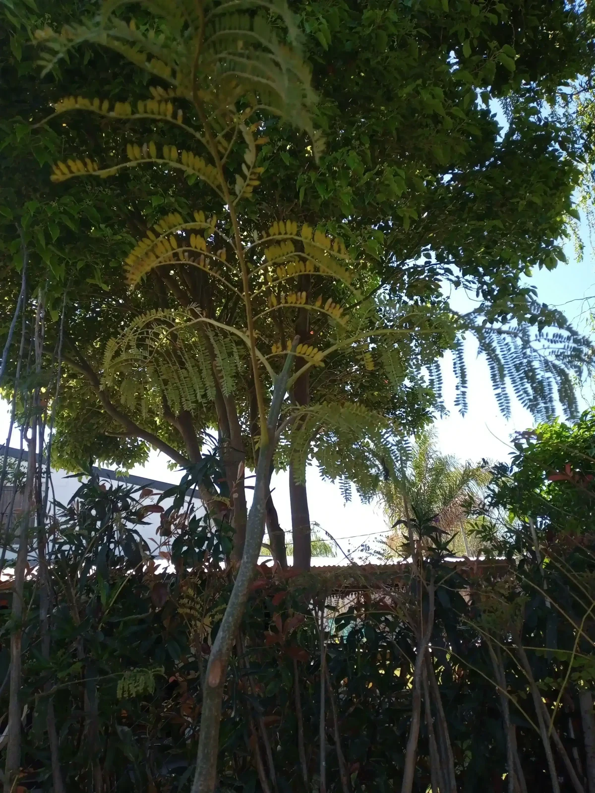 Jacaranda  4