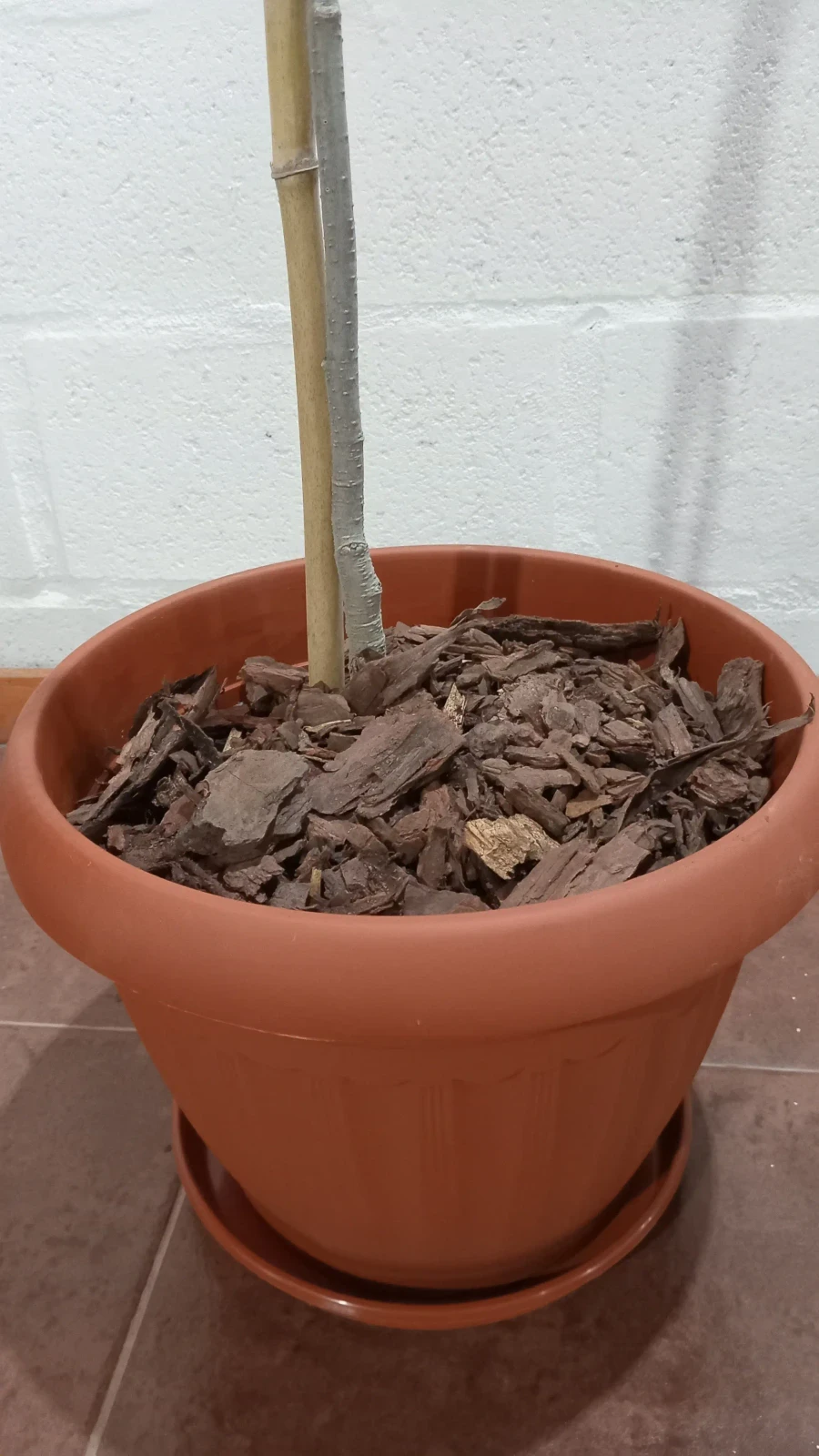 Laurel comestible maceta balcon 3