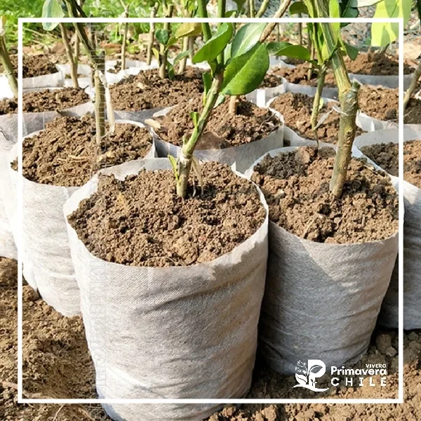 Pack 50 Bolsas Biodegradables no tejidas 2