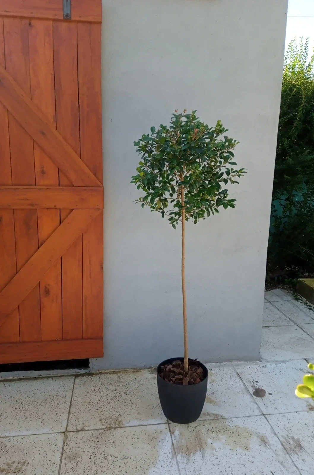 Eugenia Topiaria C/Maceta Paris 4