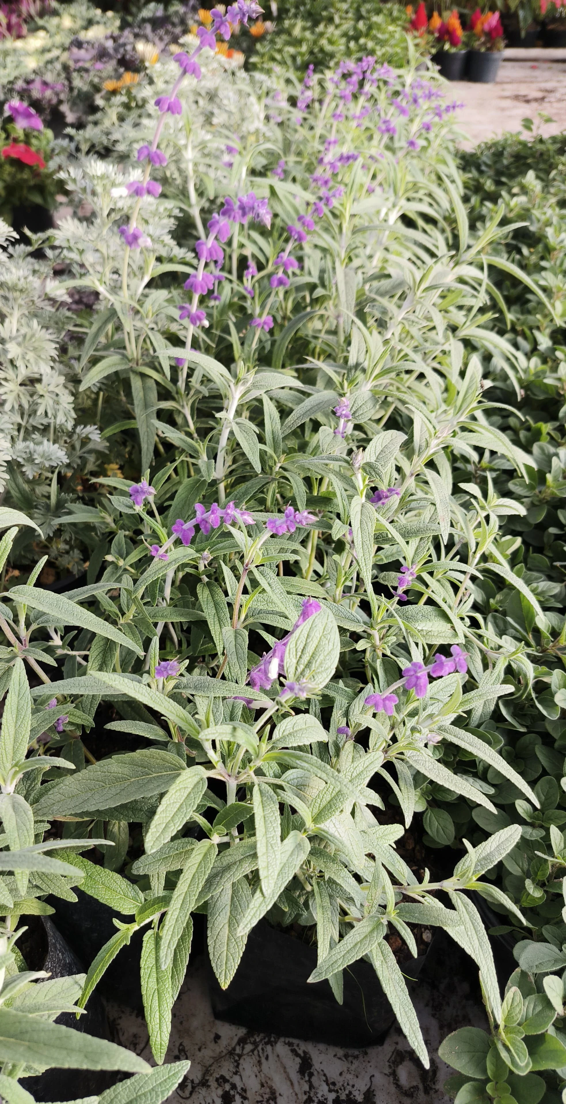 Salvia L