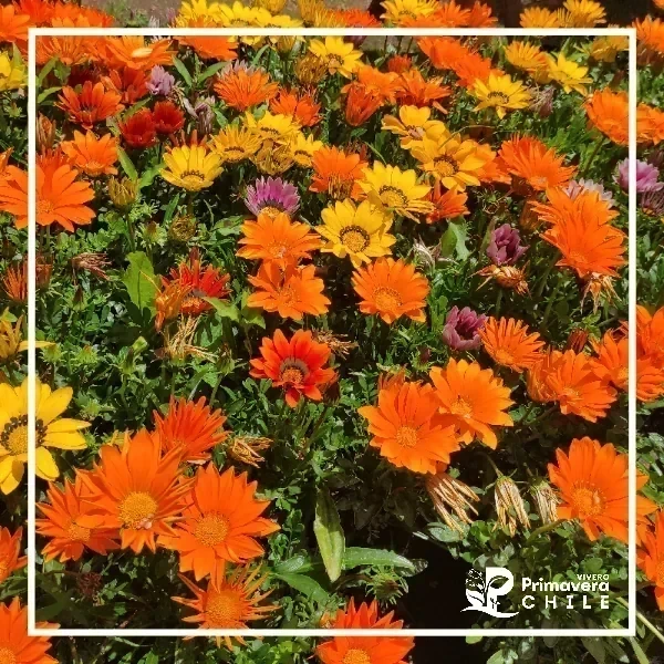 Gazania Mix