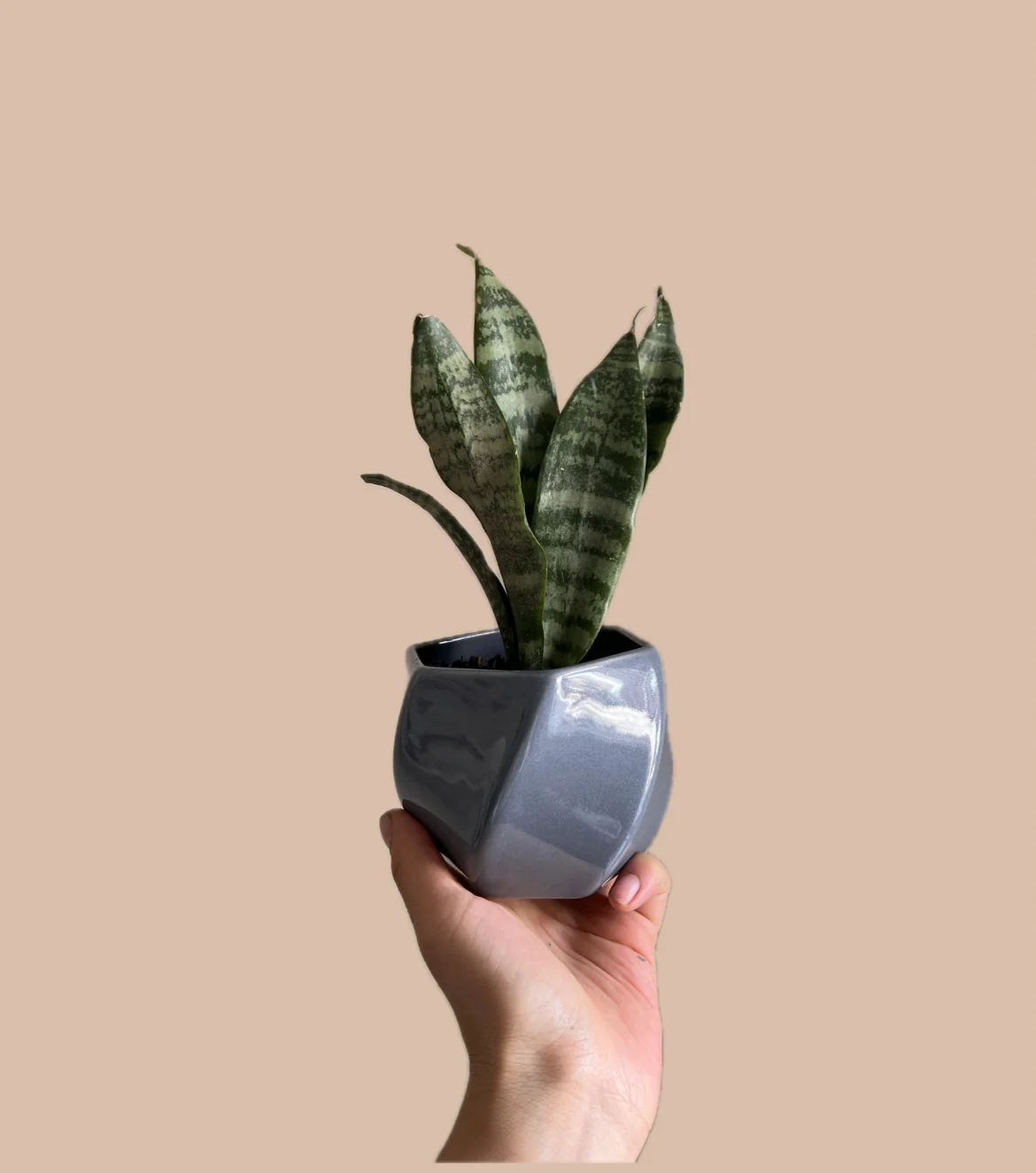 MINI LENGUAS DE SUEGRA EN CERAMICA 