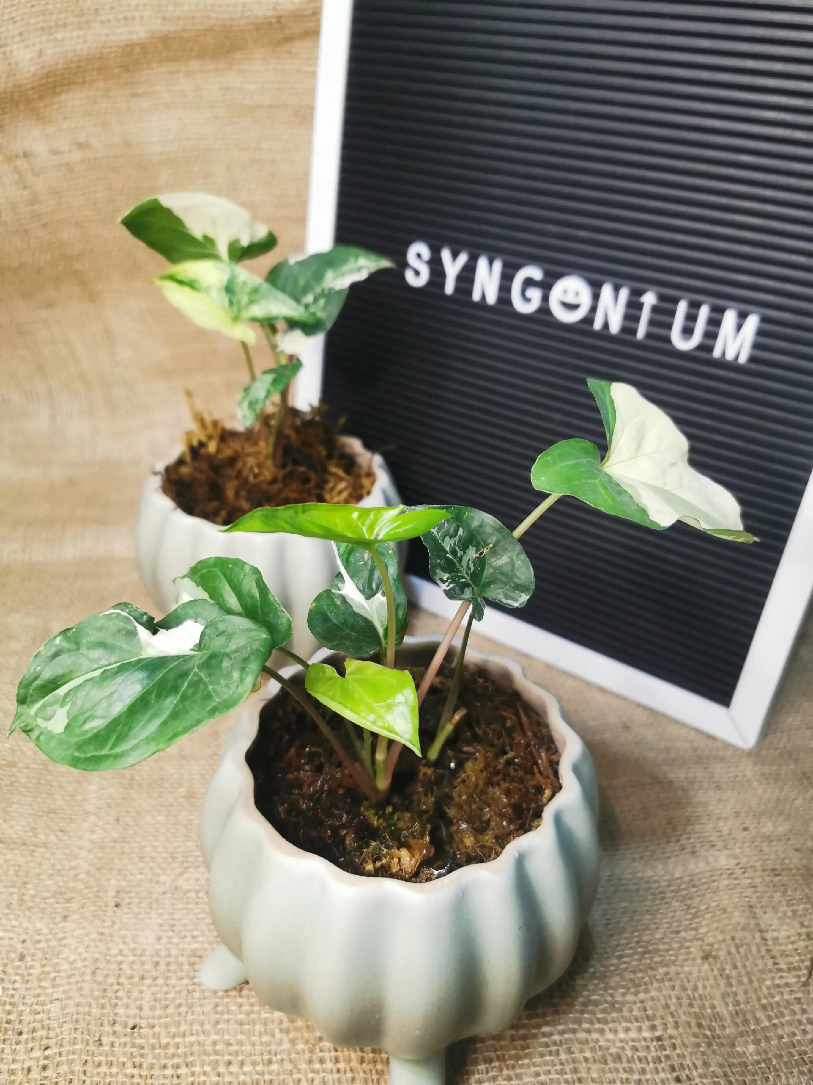 SYNGONIUM FANTASY 2