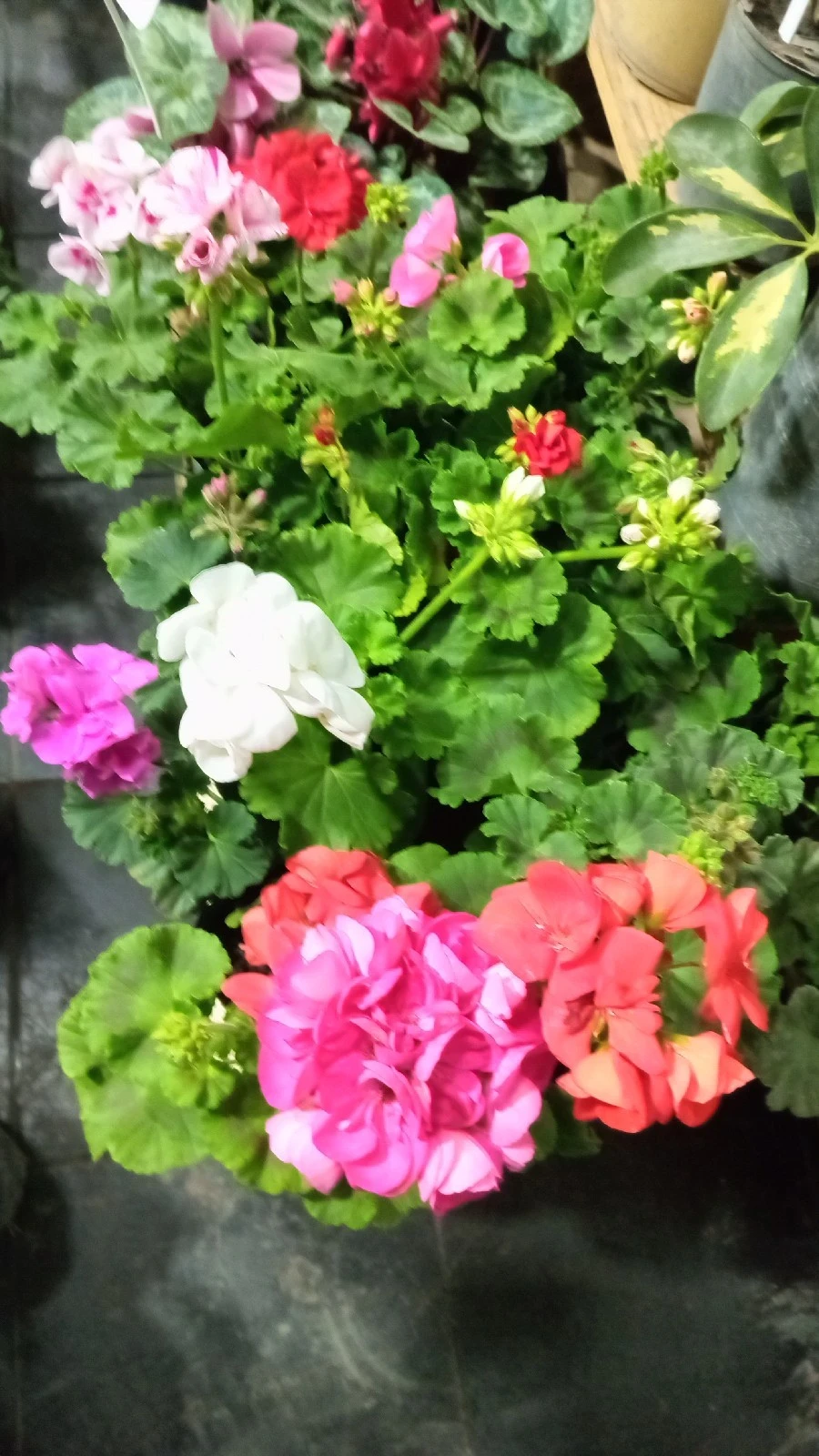 Malvon 5