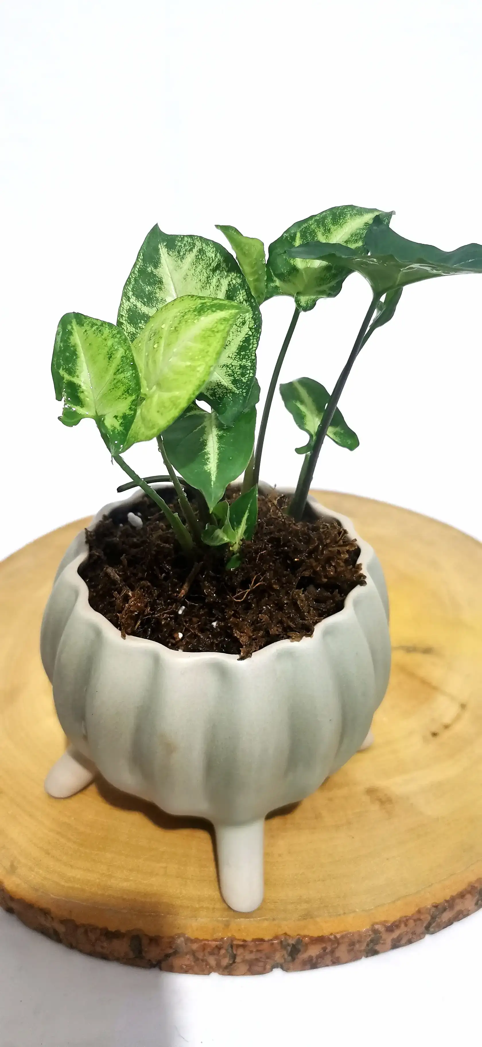 SYNGONIUM ENANO 2