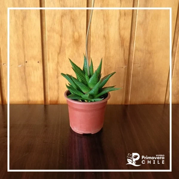 Haworthia - "Haworthiopsis attenuata"