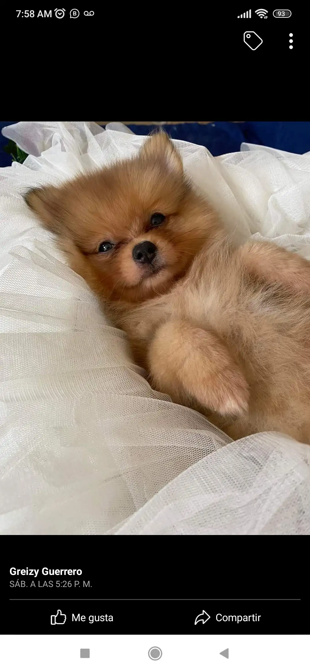 POMERANIA MACHO 💙