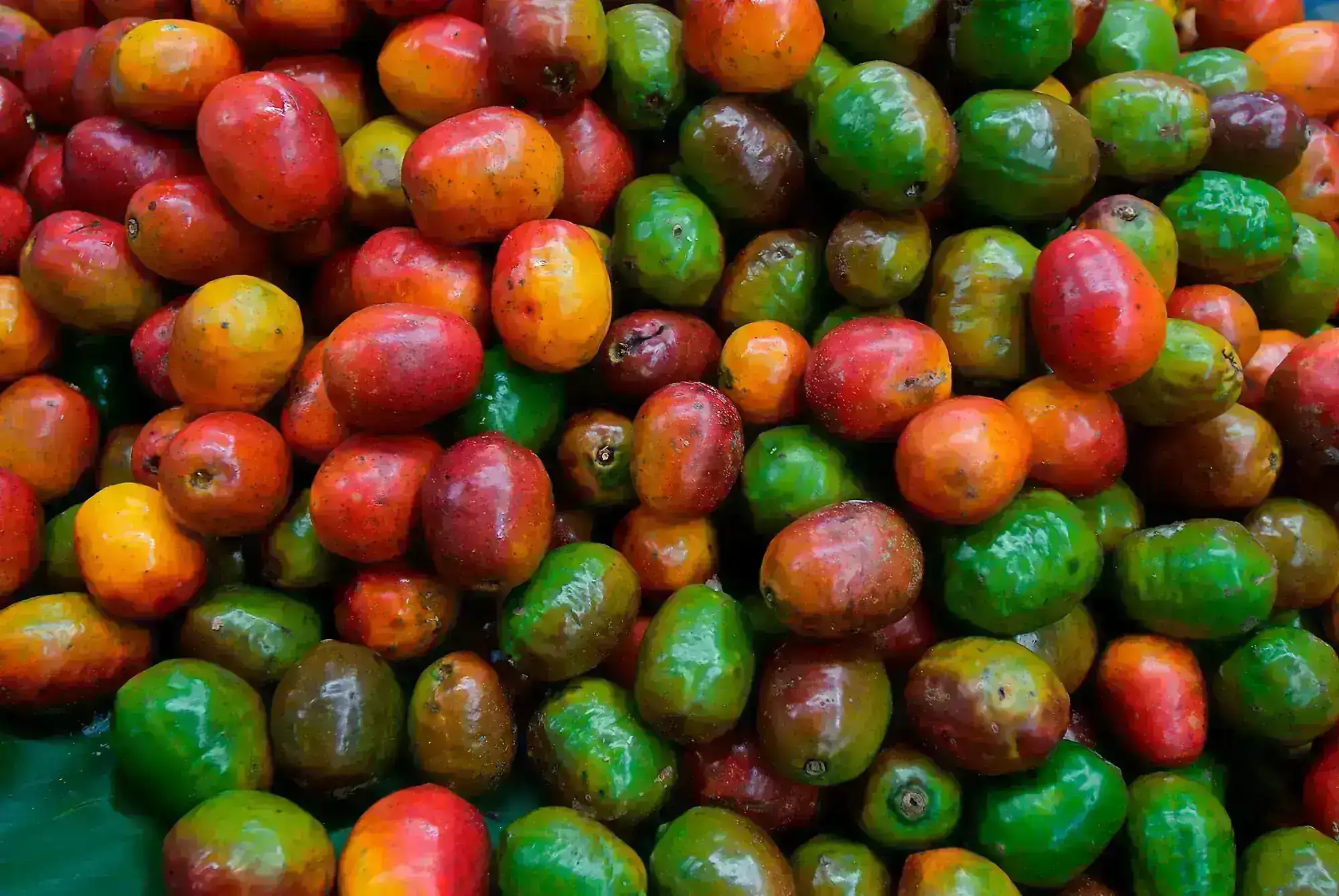 JOCOTES /15 UND