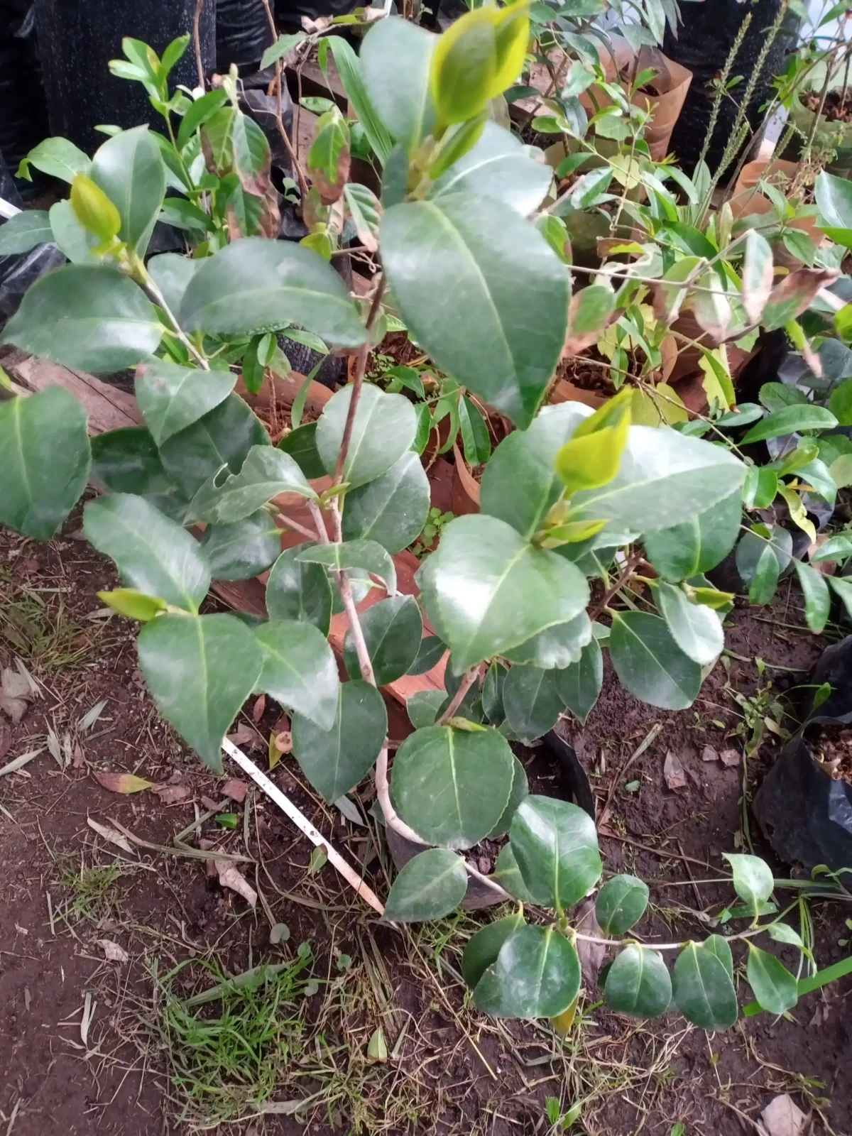 Camelia japónica  4