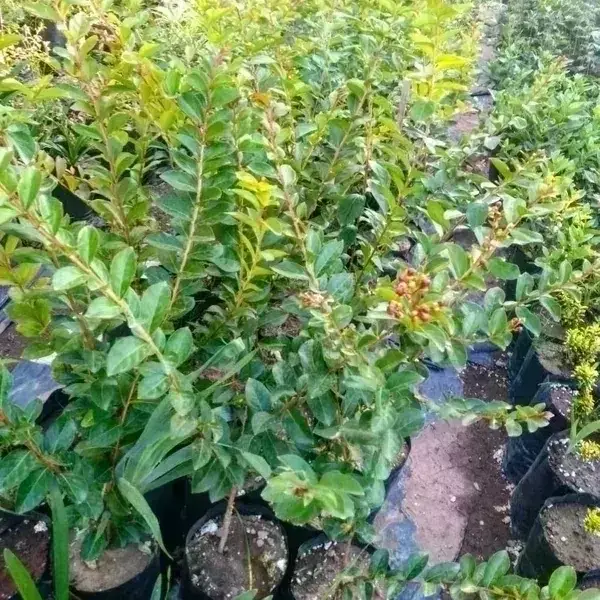 Crespón M  4