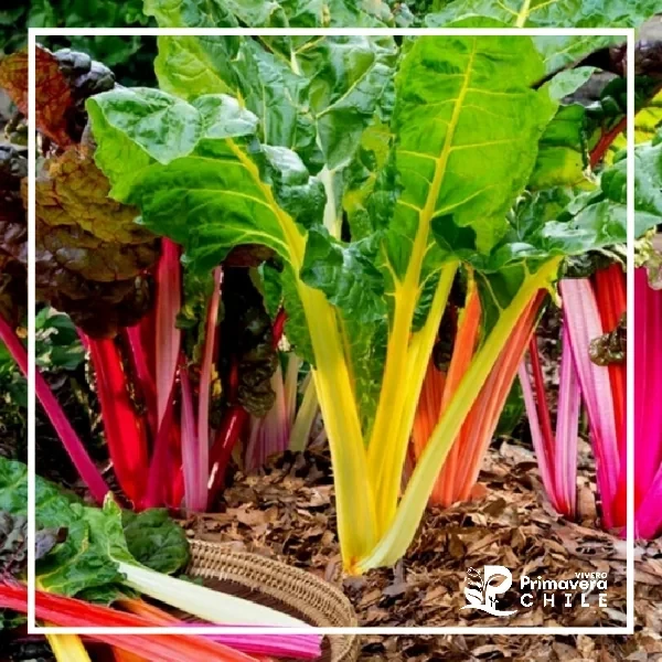 Semillas Acelga Mezcla de Colores 