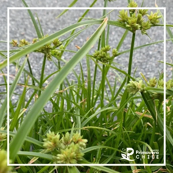 Cyperus Eragrostis