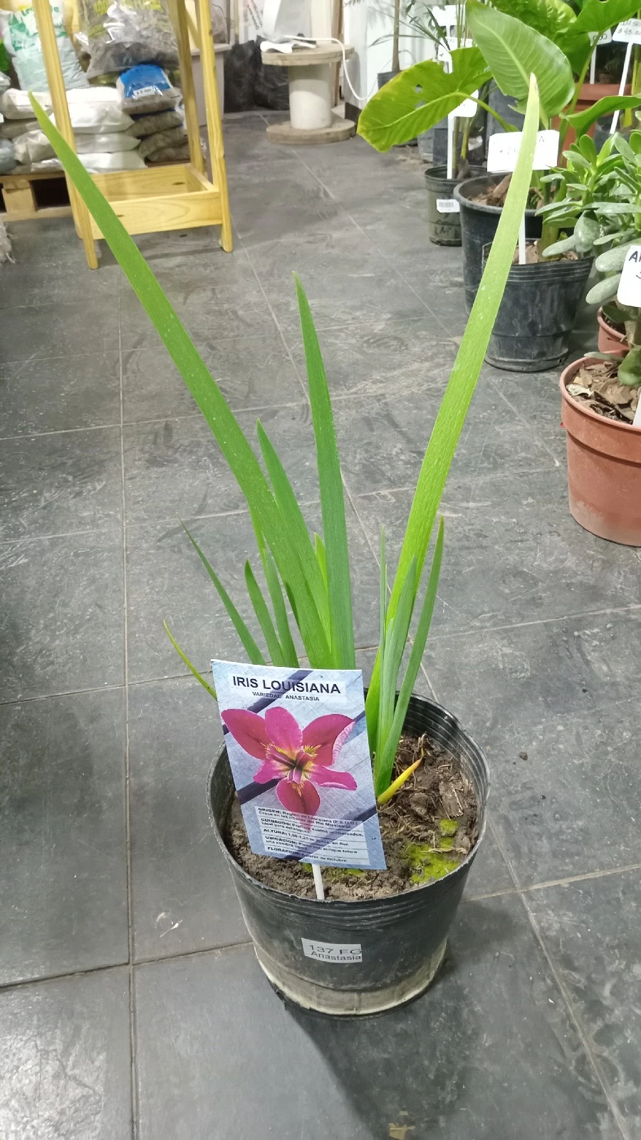 Lirio de los alpes