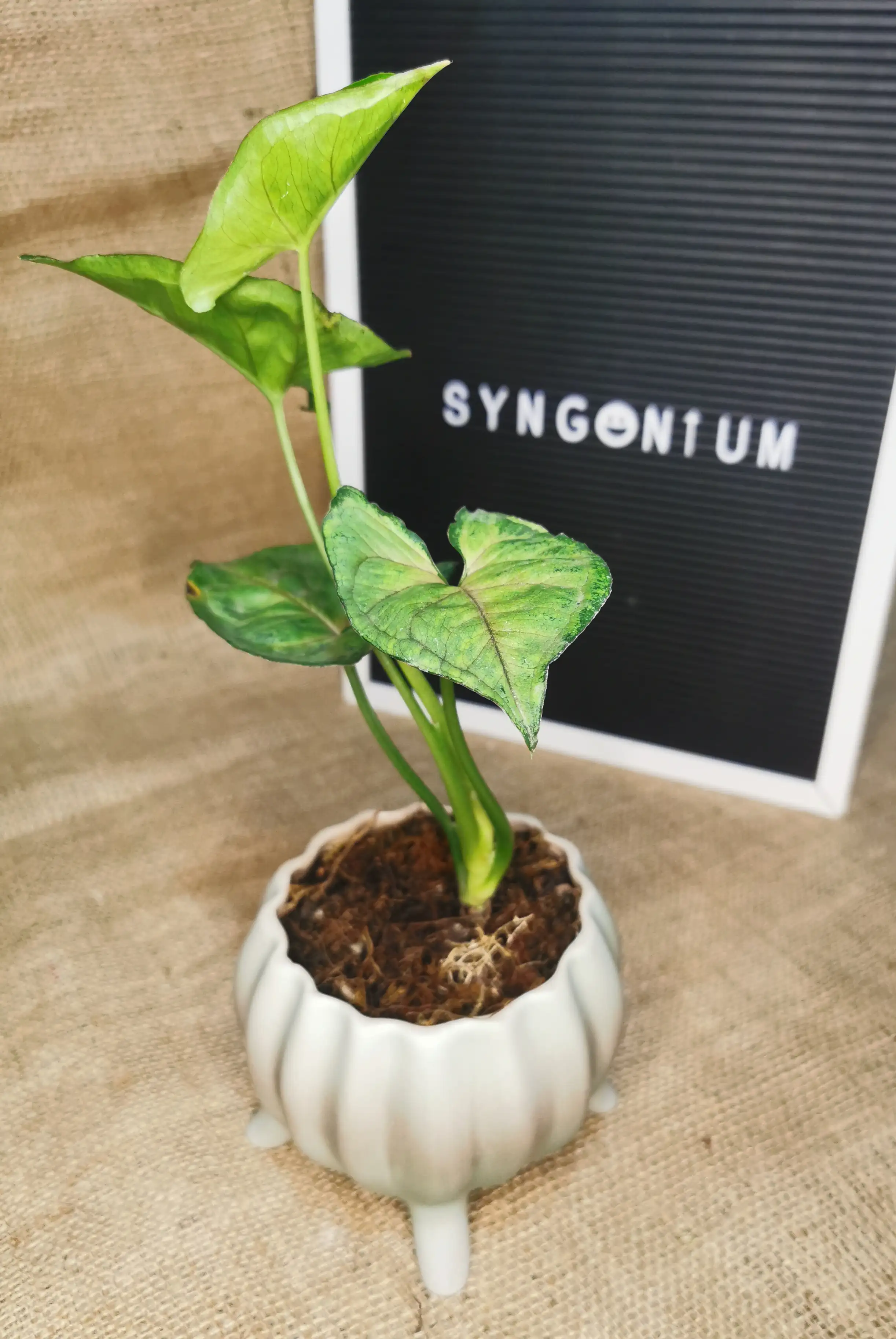 SYNGONIUM VERDE Y ROSADO