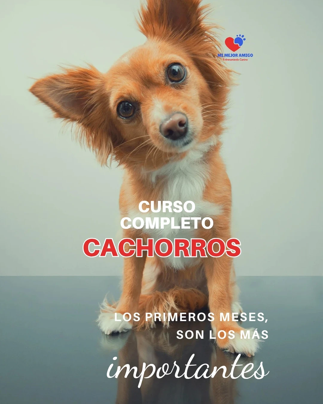 CURSO PARA CACHORROS