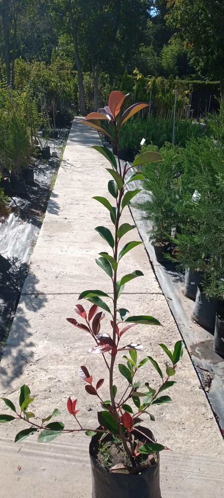 Photinia 2