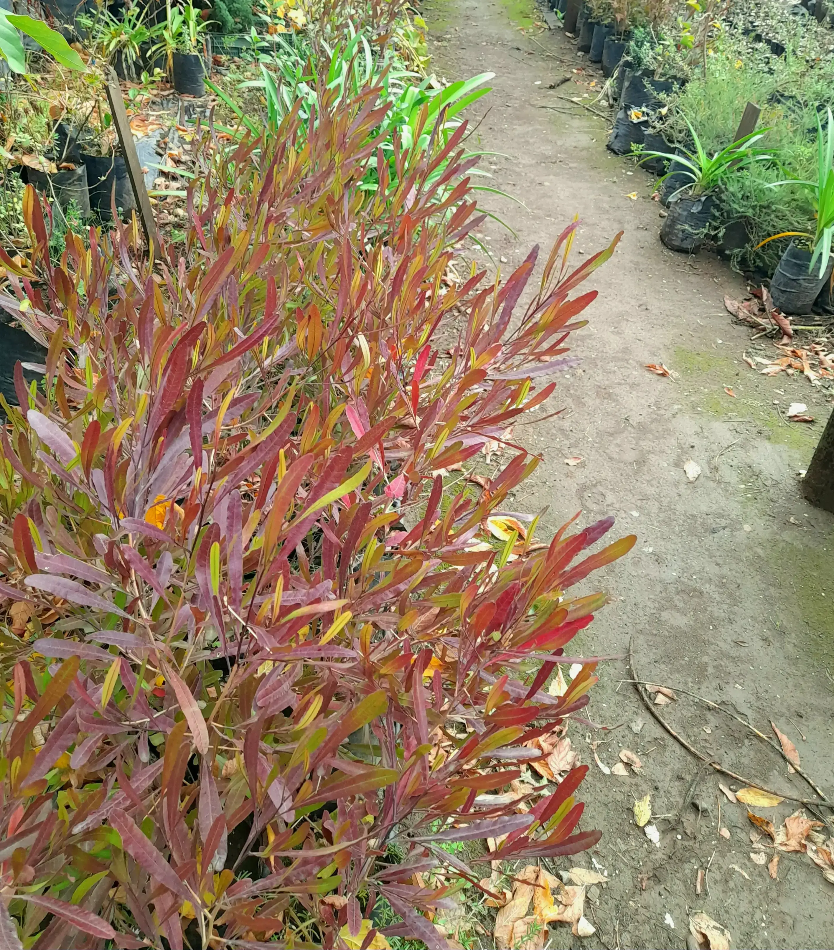 Stenocarpus