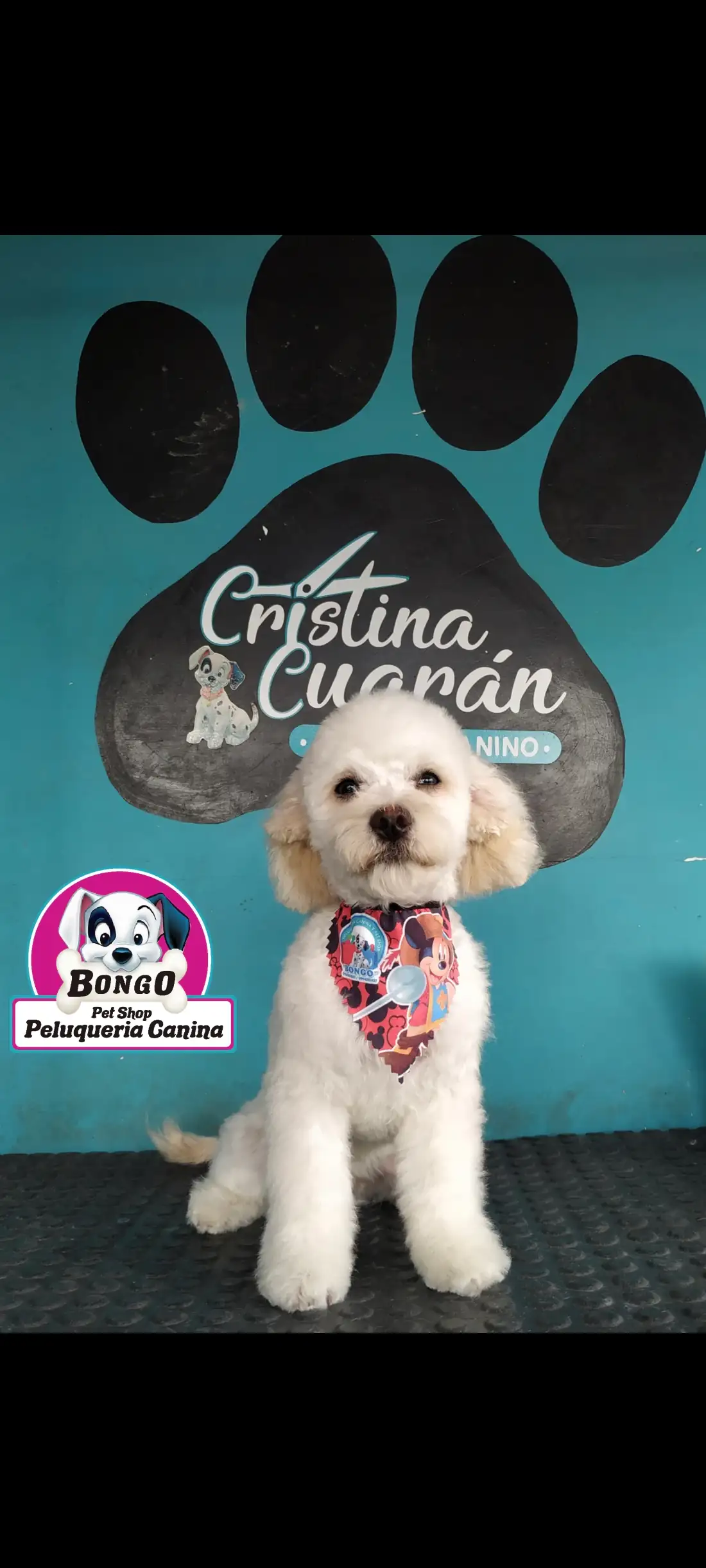 ESTILO TIPO CACHORRO 