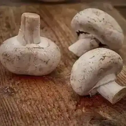 CHAMPIÑONES