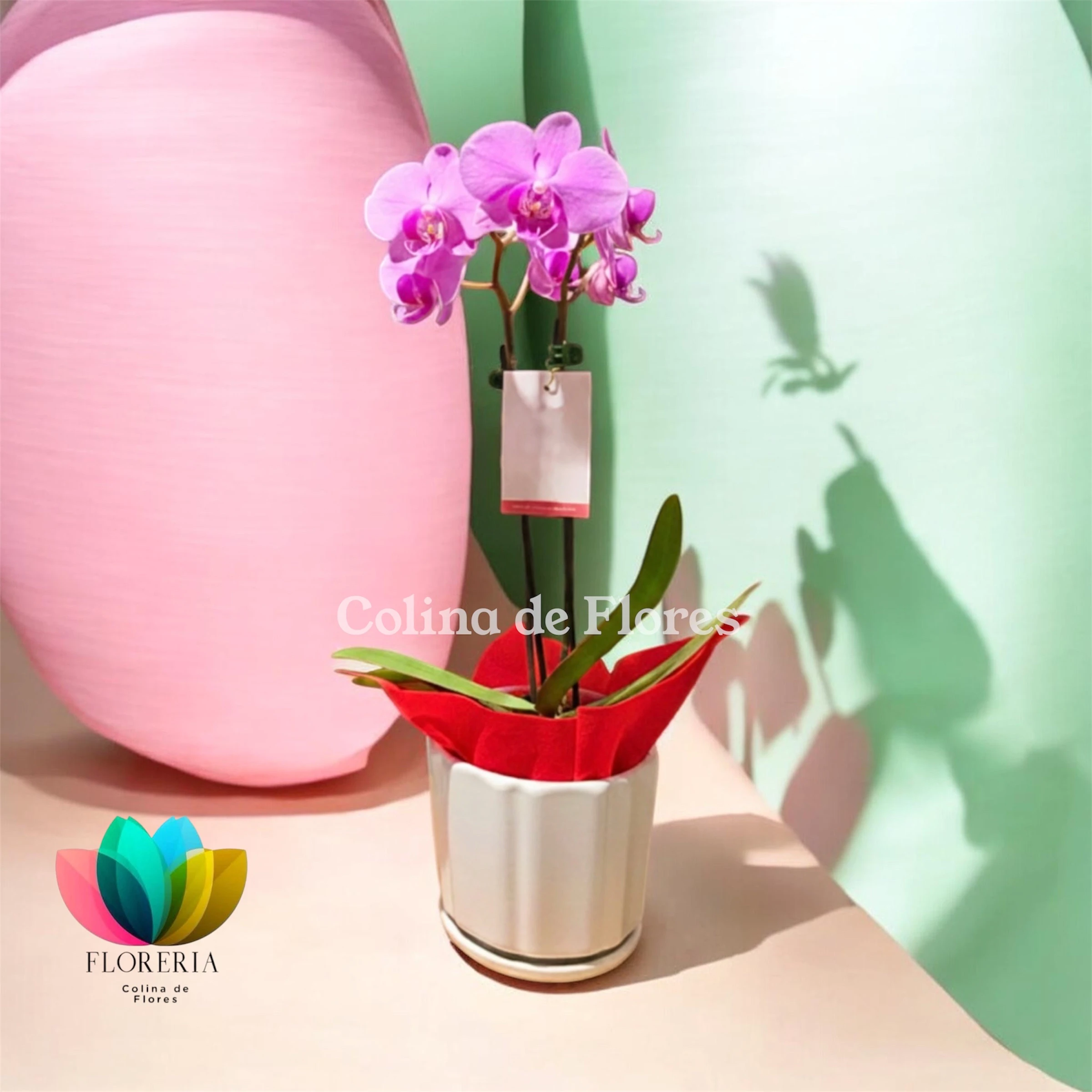 Orquídea lila