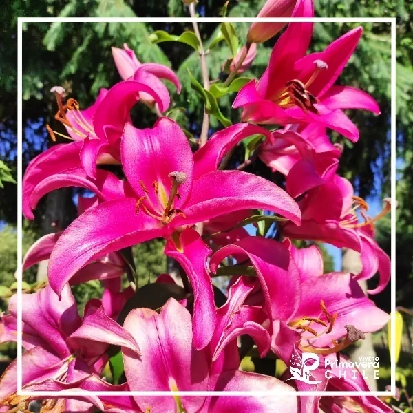 Bulbo Lilium Oriental Surtido Calibre 10/20 4