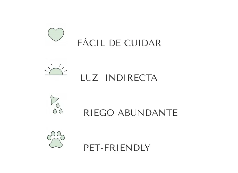 PALMA ARECA 3