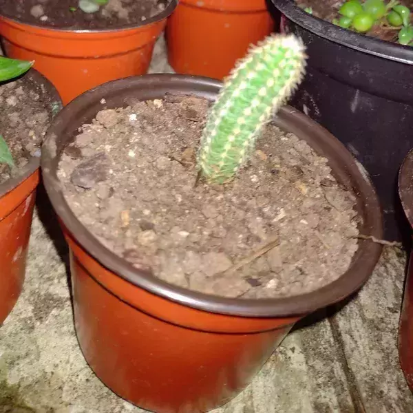 Cactus