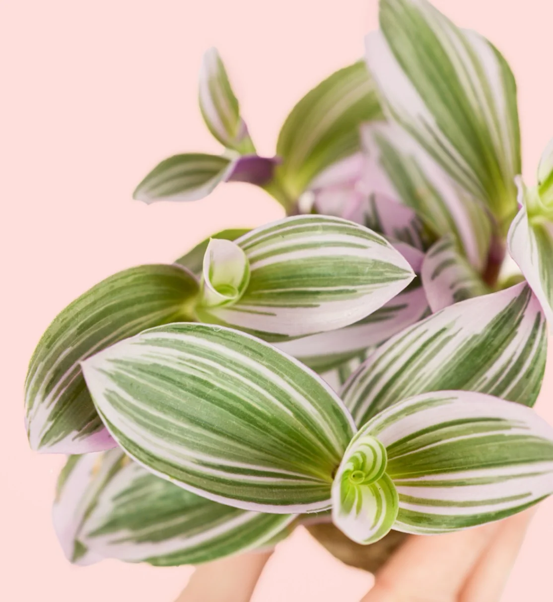 TRADESCANTIA NANOUK 2