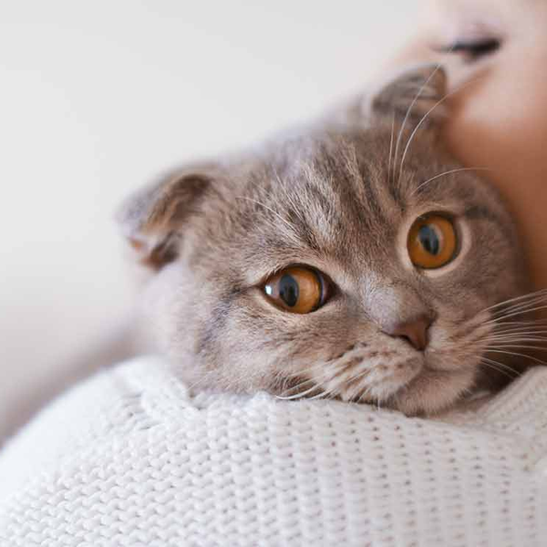 Alimentos para gatos 