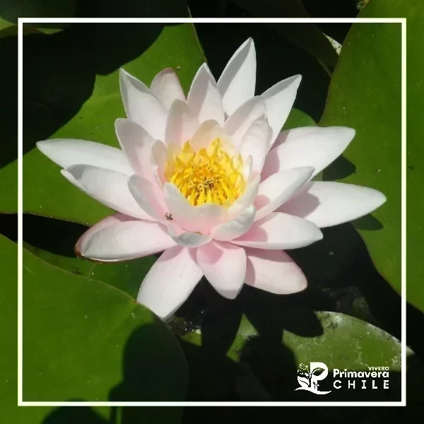 Nenúfar Colossea / Nymphaea Colossea