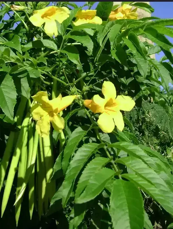 Guaran Amarillo 