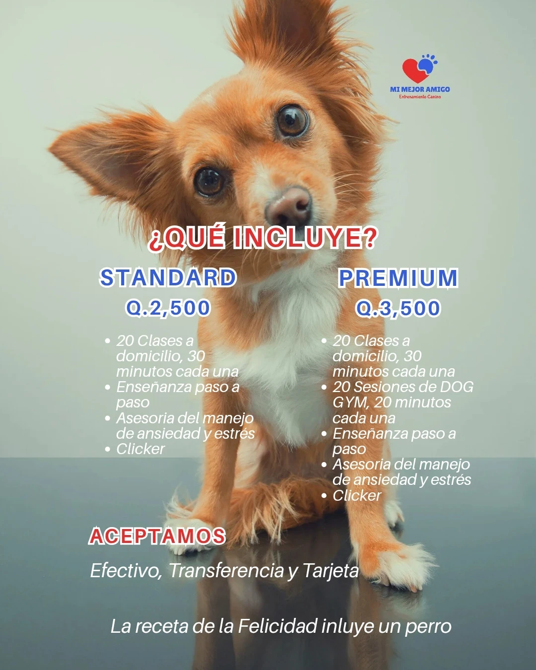 CURSO PARA CACHORROS 6