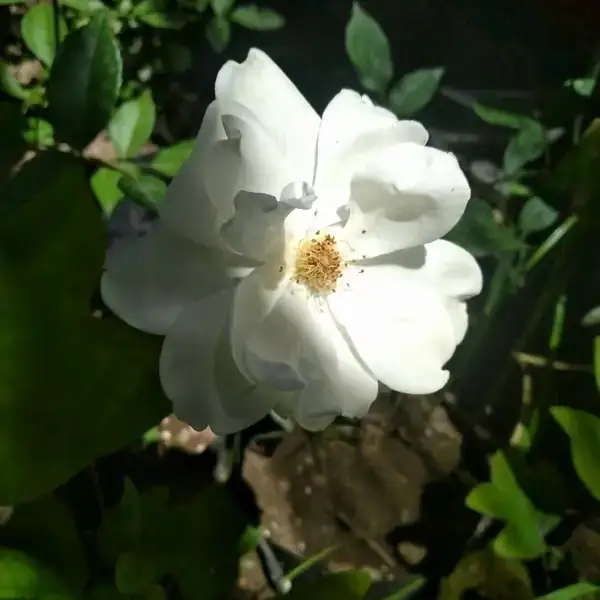 Rosa blanca (iceberg) 2