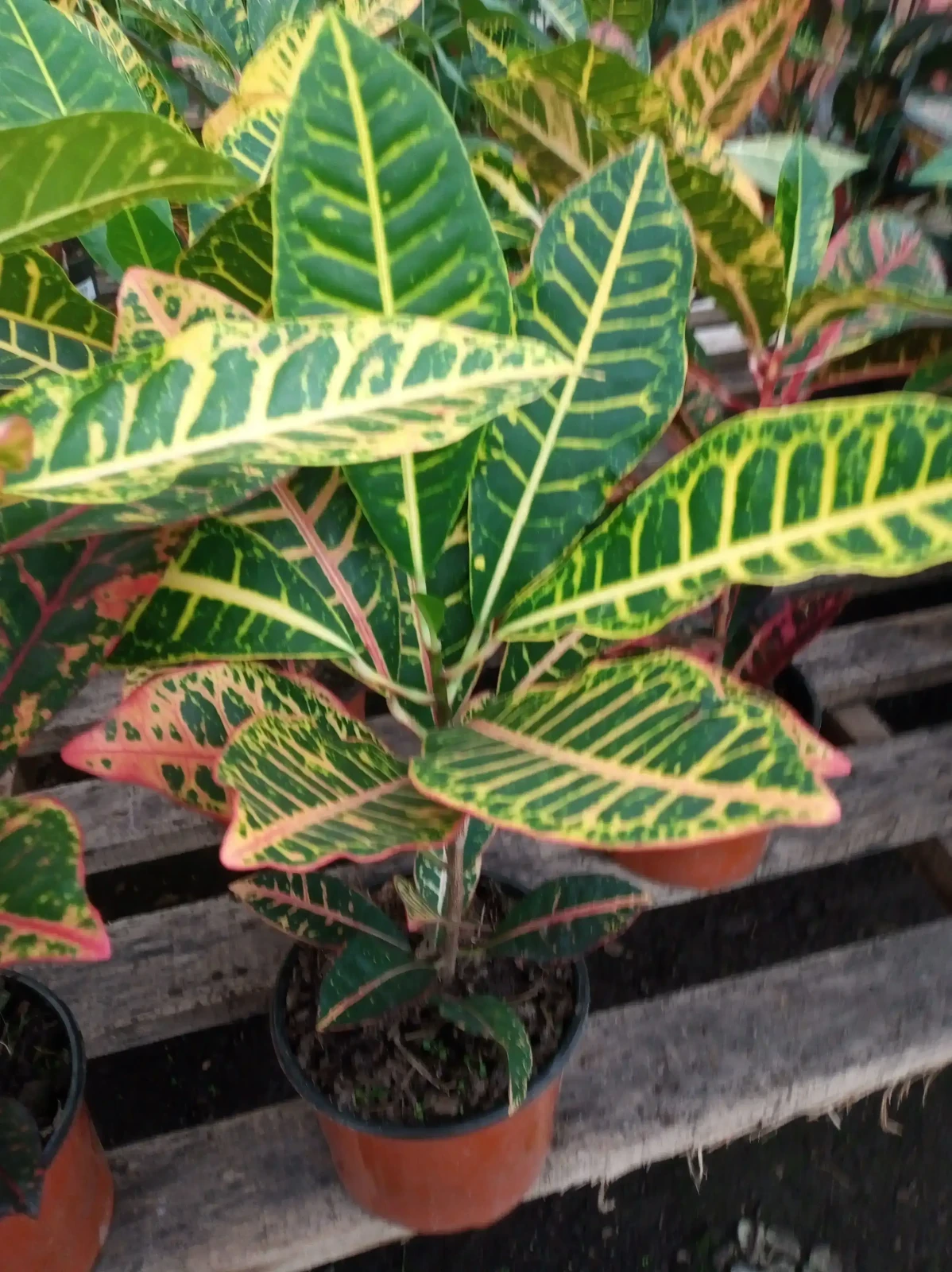 Croton Petra