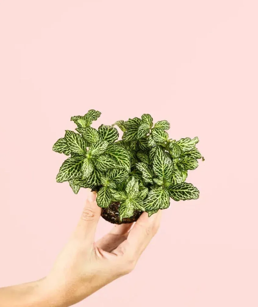 FITTONIA VERDE