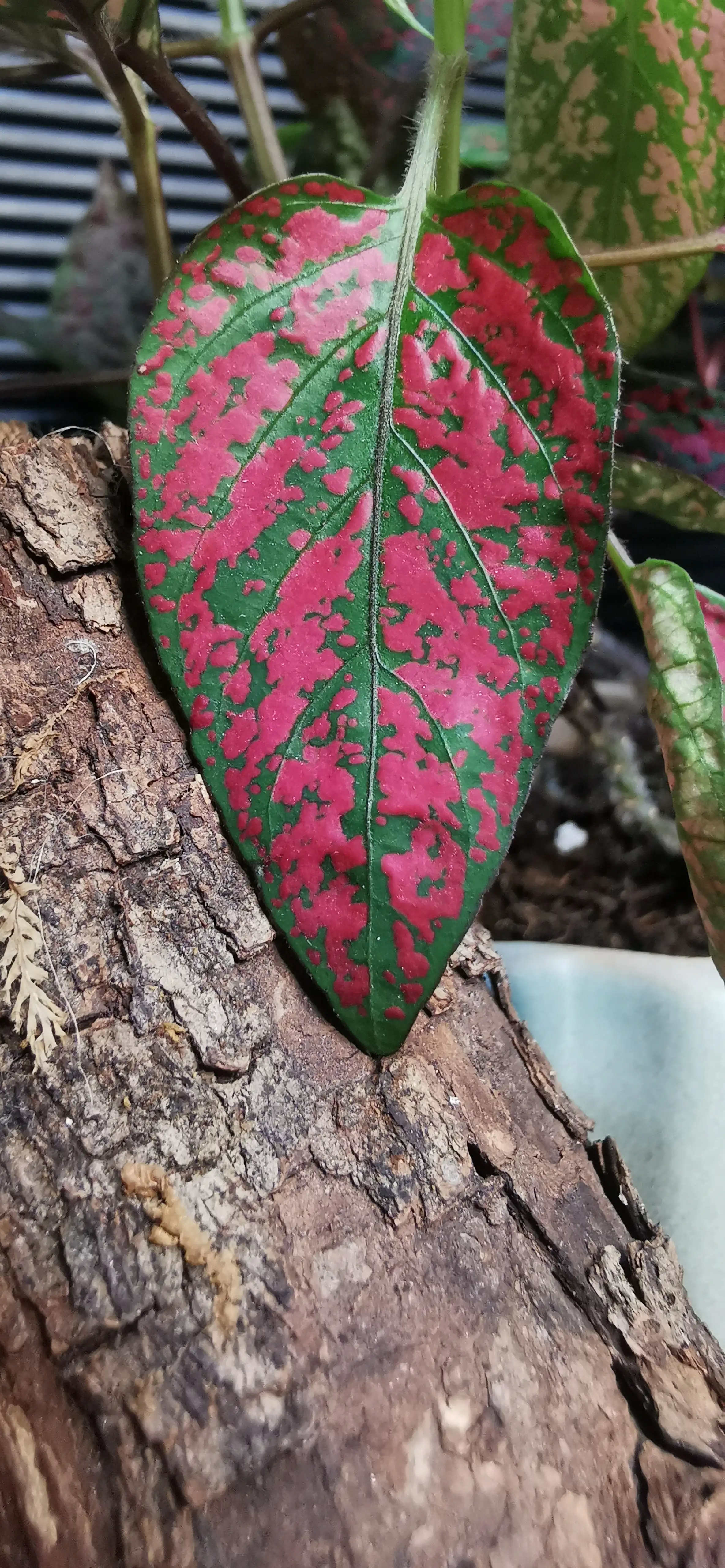 HYPOESTES ROJOS 3