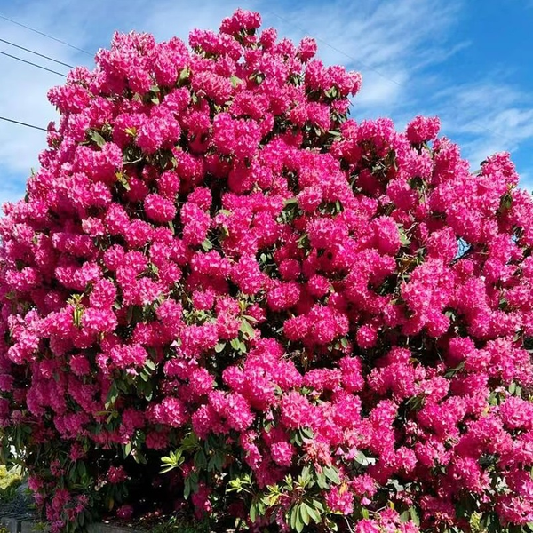 Rododendros