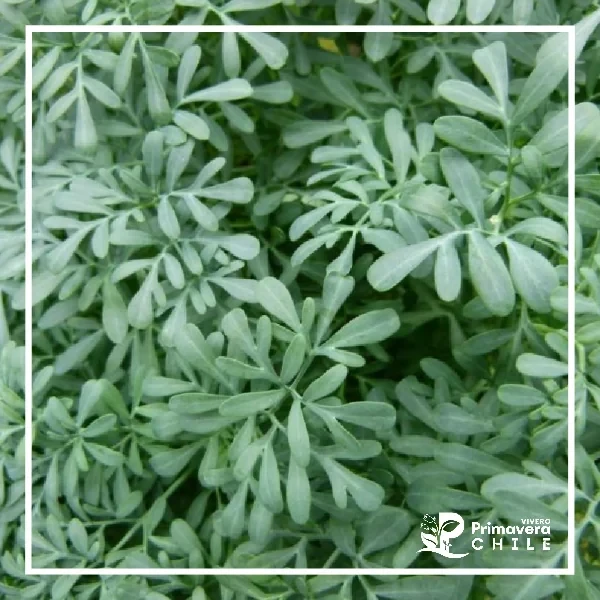 Semillas Ruda Medicinal