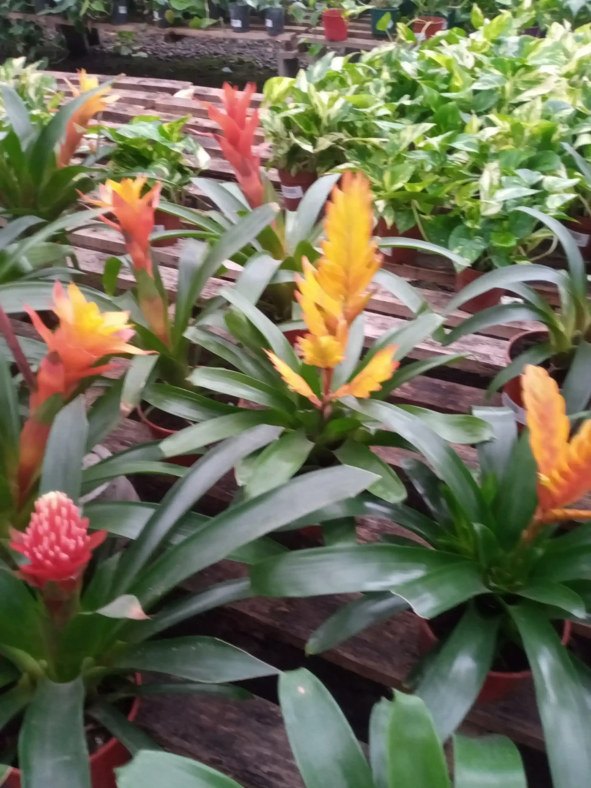 Guzmania 3