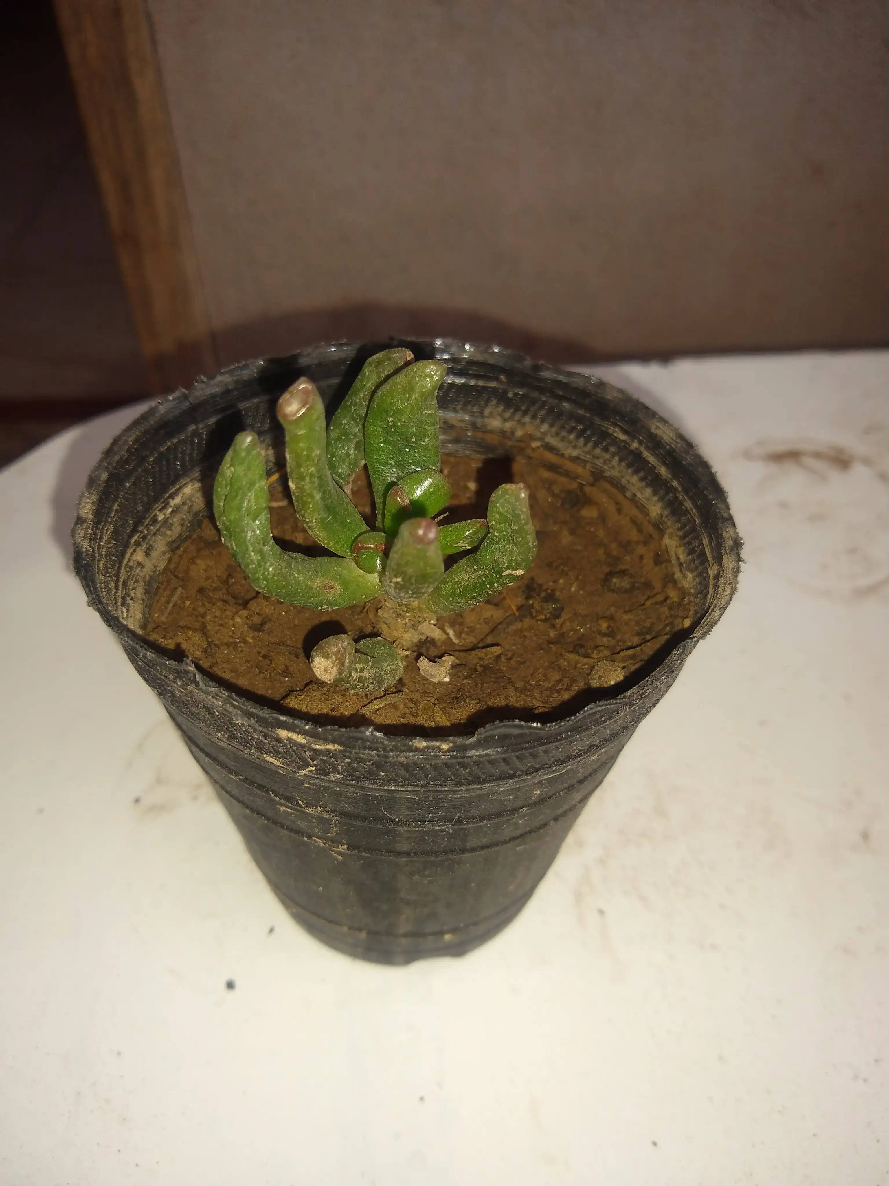 Oreja de Shreck, Arbol de Jade (Crassula ovata)