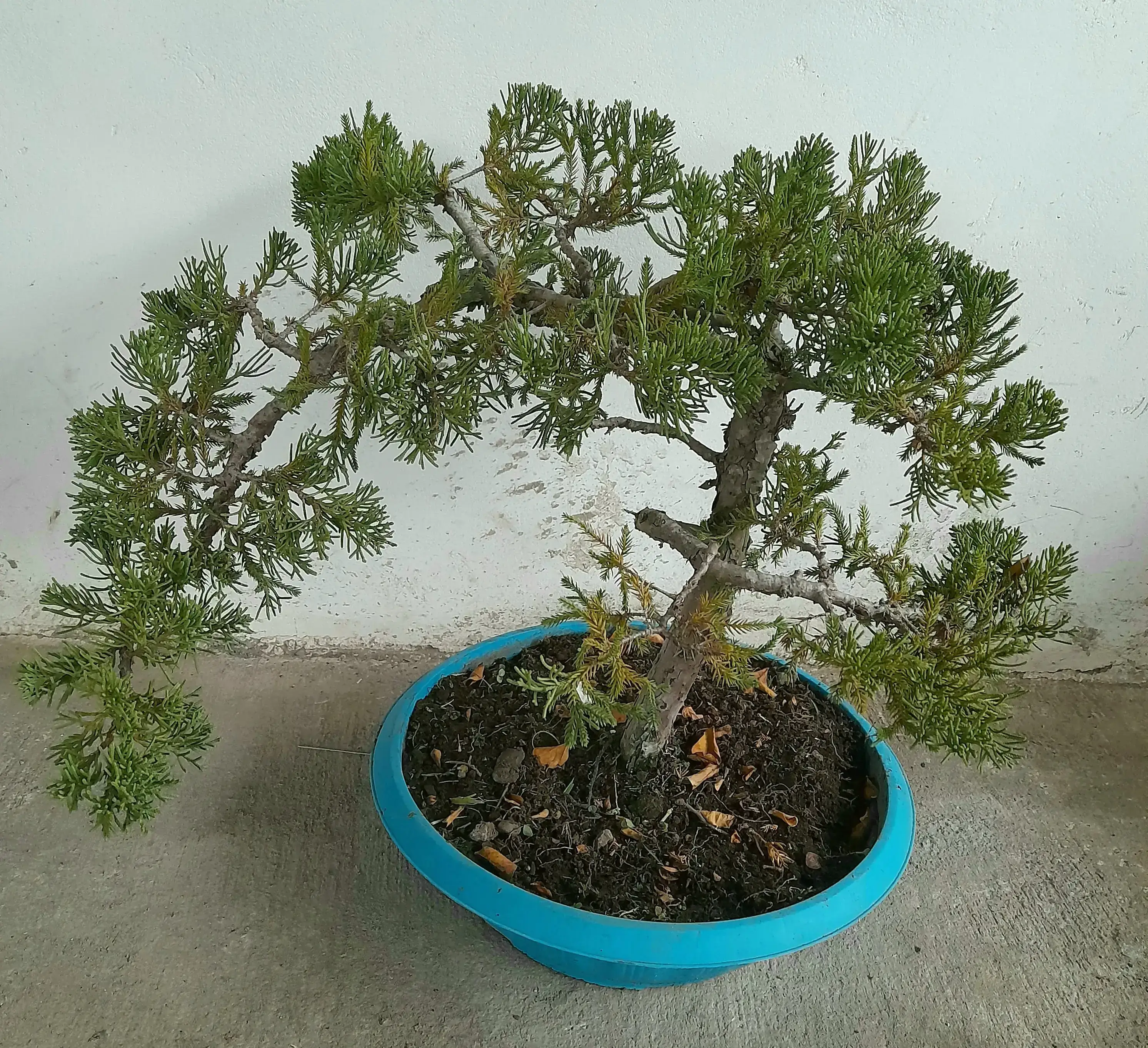 Bonsai junipero Curvo  2