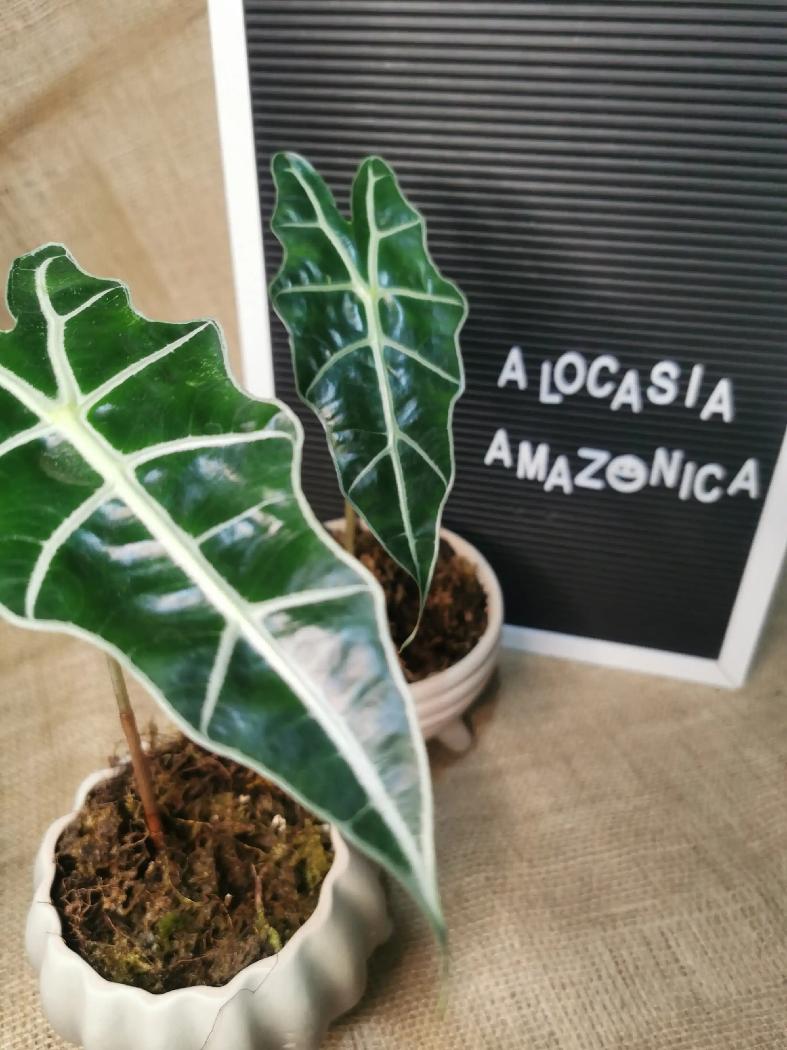 ALOCASIA AMAZÓNICA  3
