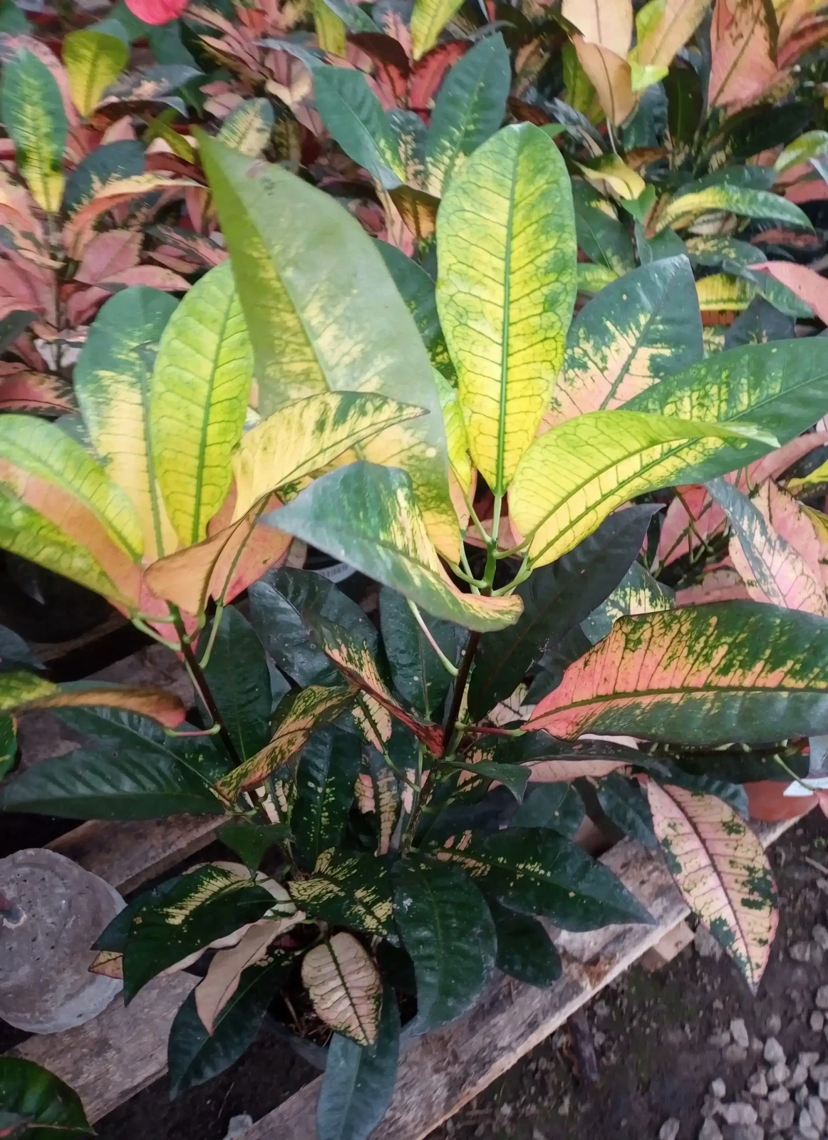Croton Monalisa  3