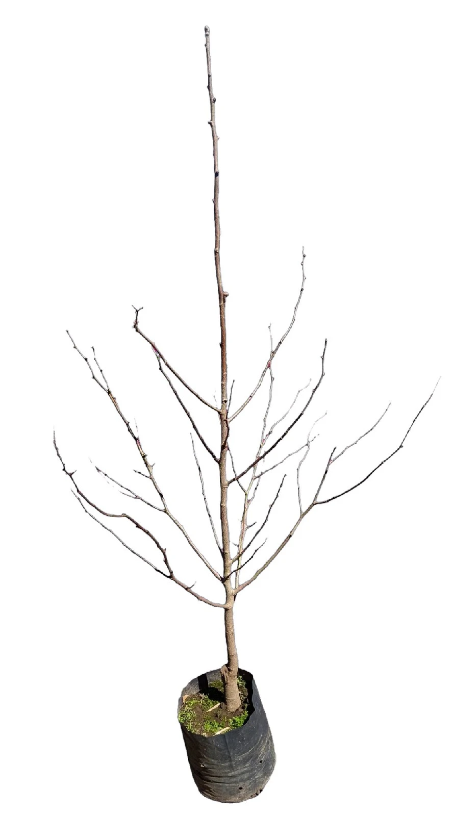 Ginkgo Biloba Grande 190cm