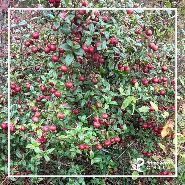 Murtilla o Murta de Fruto Grande (Ugni molinae - Cultivar Mejorado)