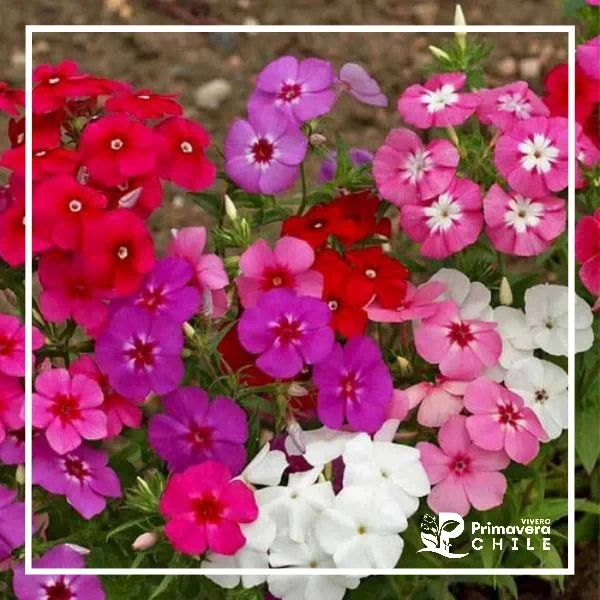 Semillas Phlox Drumundi