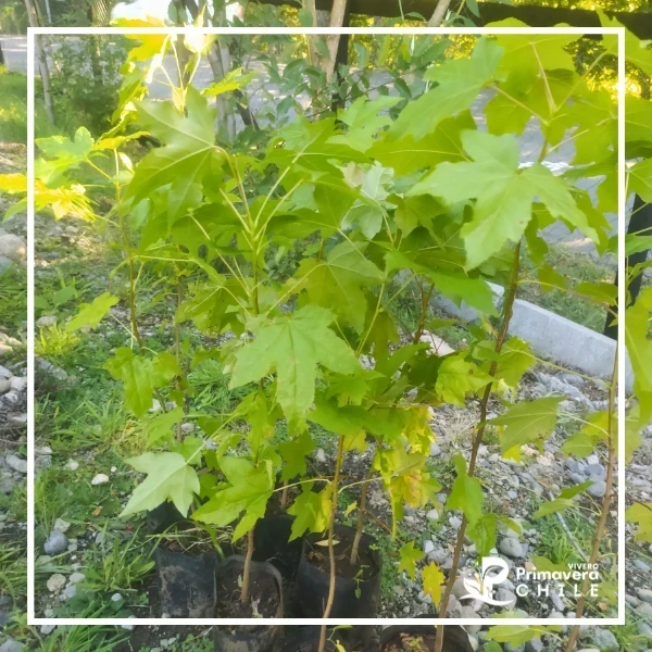 Liquidámbar (Liquidambar styraciflua)&nbsp; 2