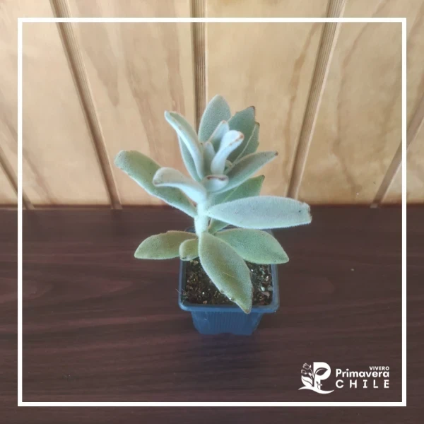 Kalanchoe Tomentosa