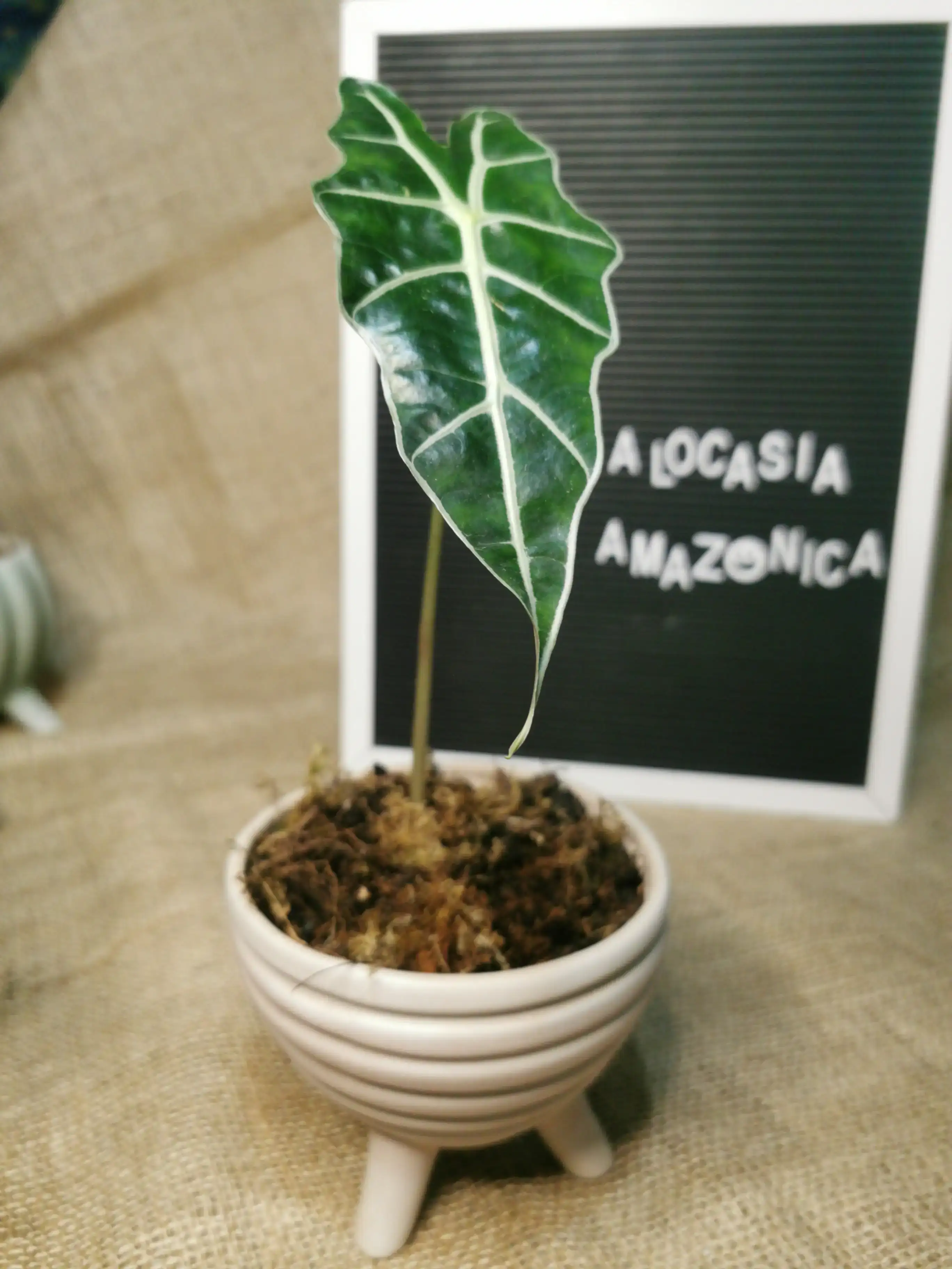 ALOCASIA AMAZÓNICA
